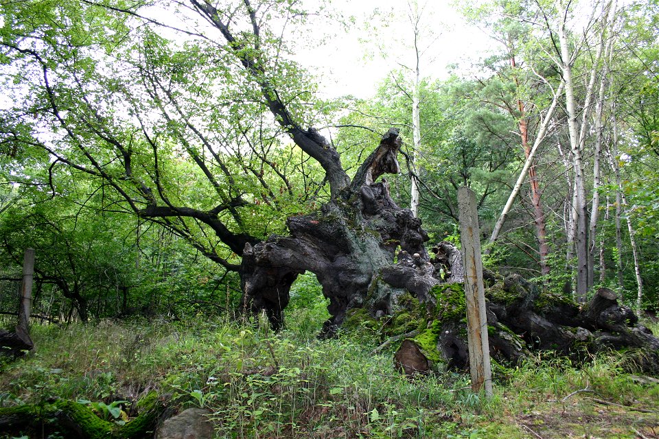 Žeberská lípa v okrese Most.