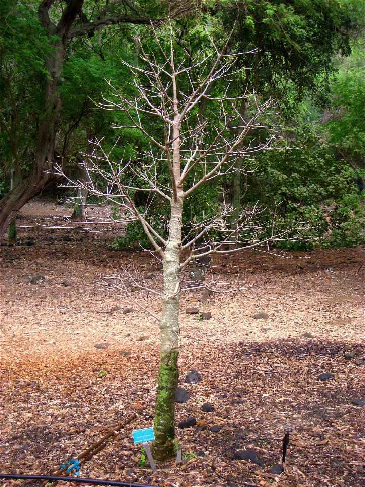 Adansonia grandidieri in Koko Crater Botanical Garden, Honolulu, Hawaii, USA.