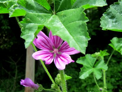 Wilde Malve (Malva sylvestris) bei Mimbach
