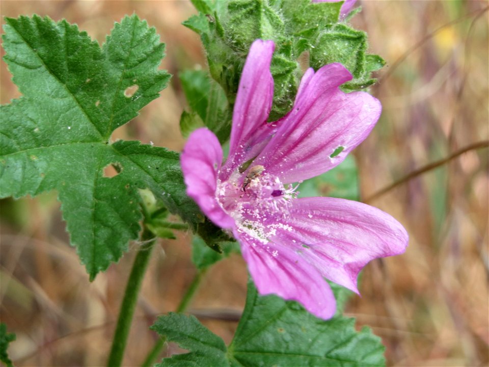 Wilde Malve (Malva sylvestris) bei Reilingen