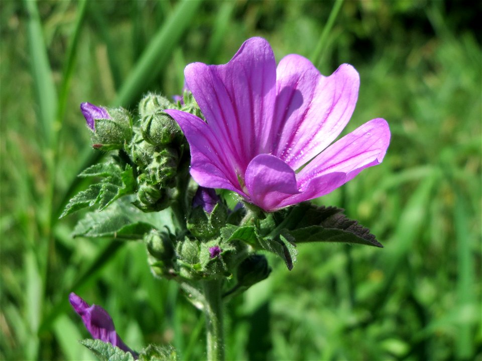 Wilde Malve (Malva sylvestris) am Staden in Saarbrücken
