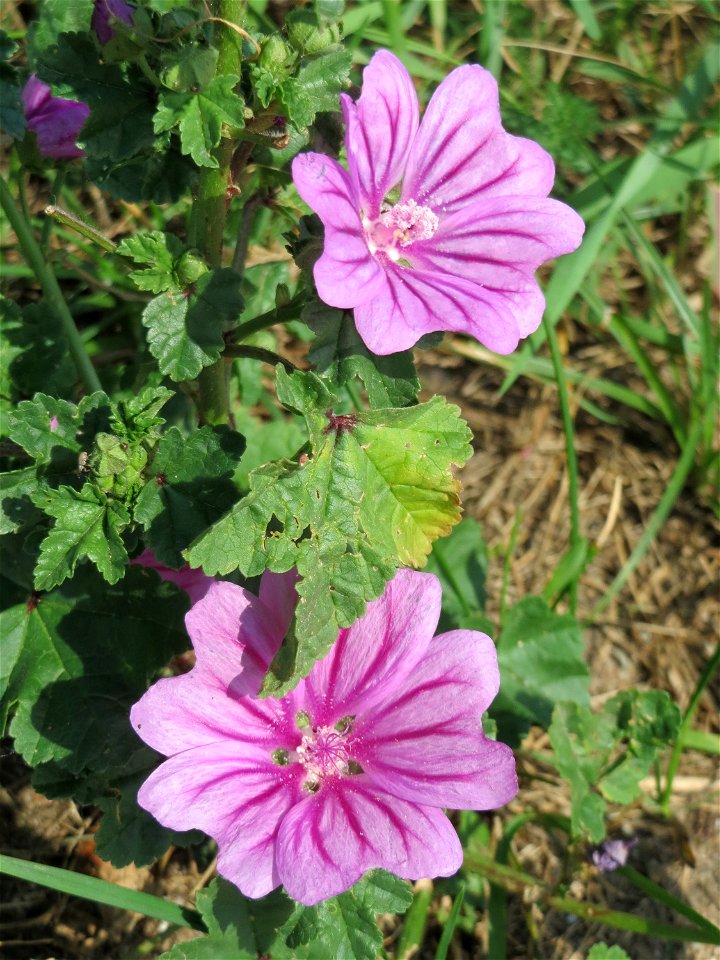 Wilde Malve (Malva sylvestris) bei Reilingen photo