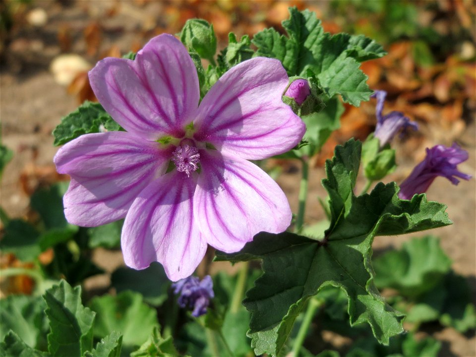 Wilde Malve (Malva sylvestris) in Saarbrücken