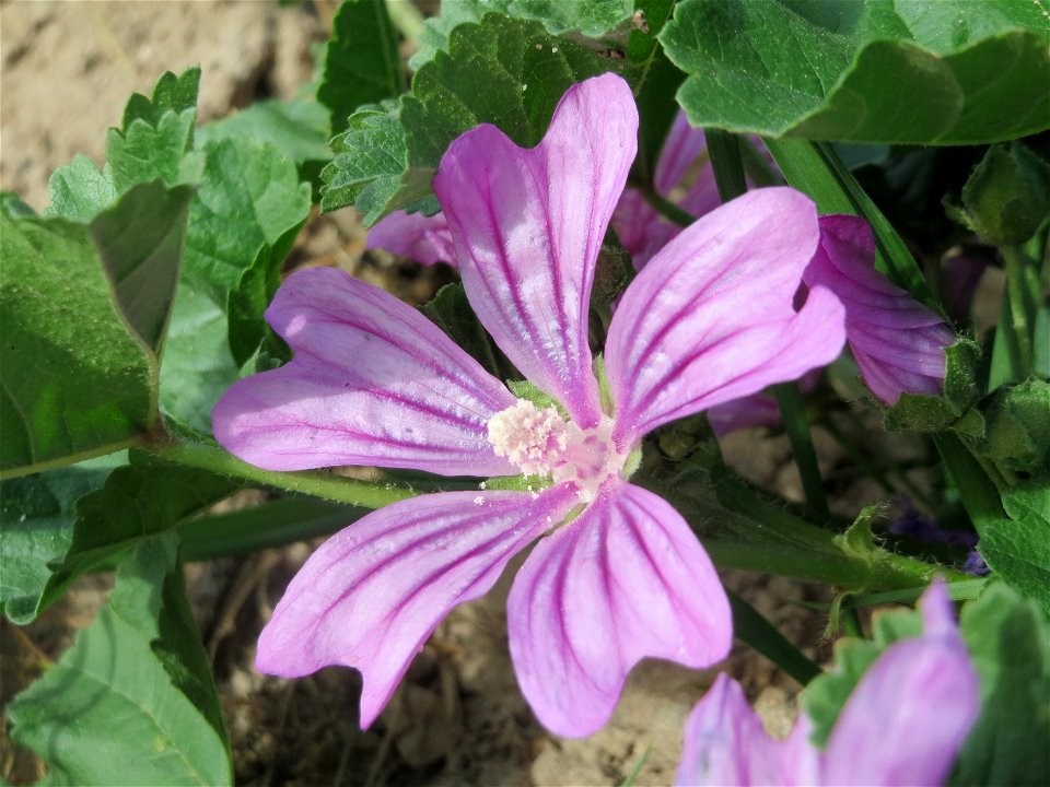 Wilde Malve (Malva sylvestris) im Hockenheimer Rheinbogen