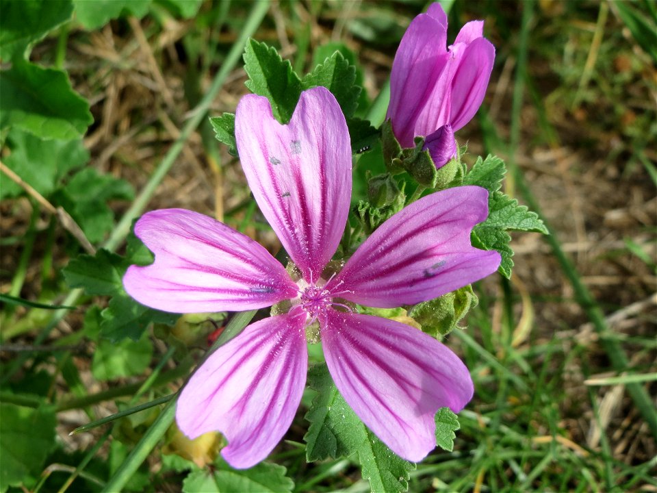 Wilde Malve (Malva sylvestris) im Hockenheimer Rheinbogen