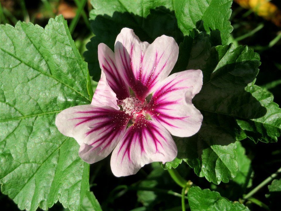 Wilde Malve (Malva sylvestris) an der Saar in Saarbrücken