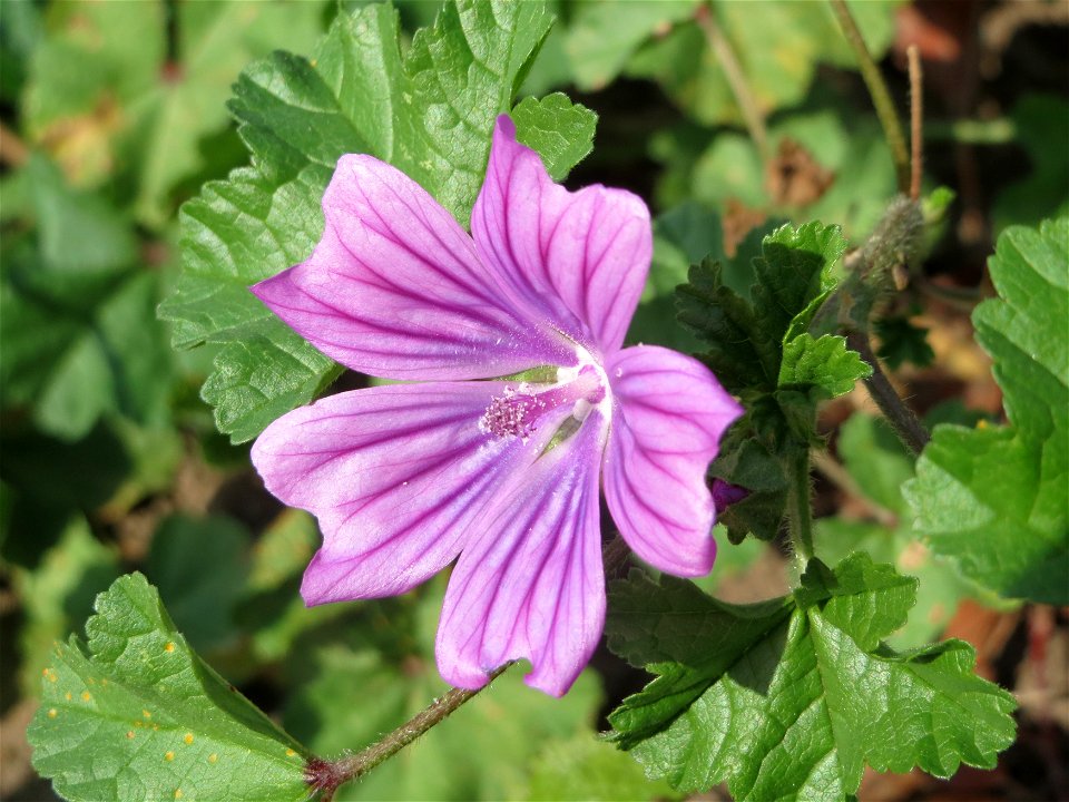 Wilde Malve (Malva sylvestris) in Saarbrücken