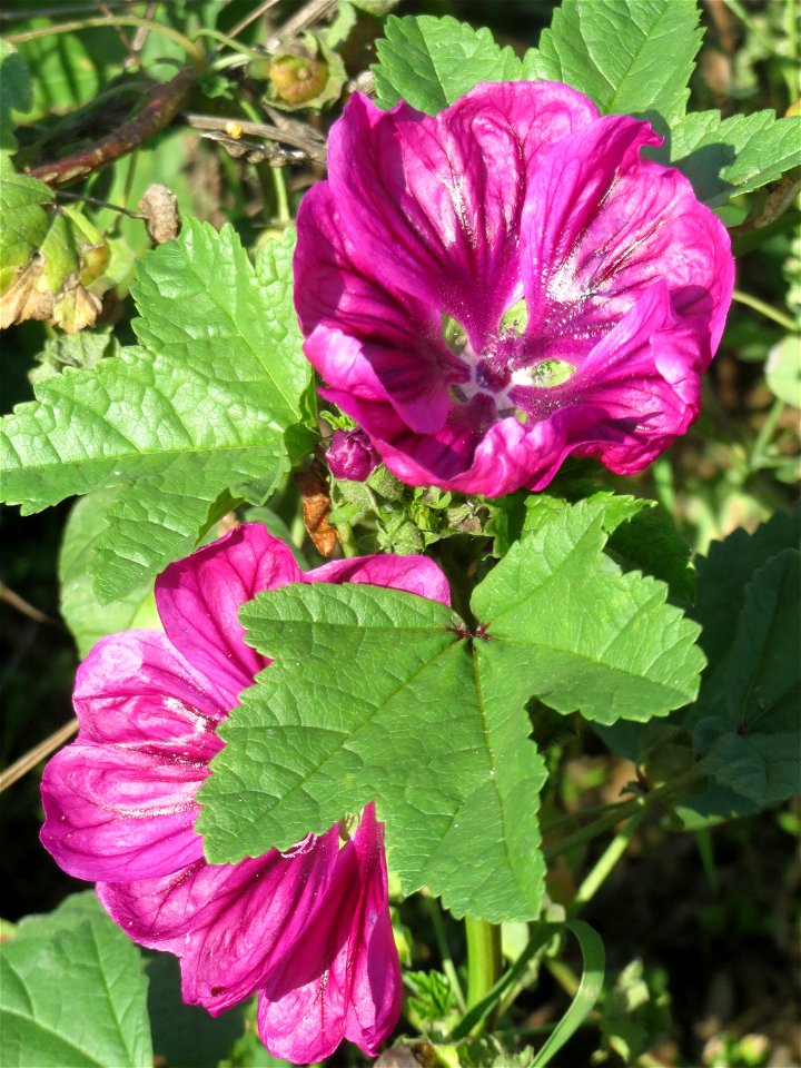 Wilde Malve (Malva sylvestris) bei Reilingen