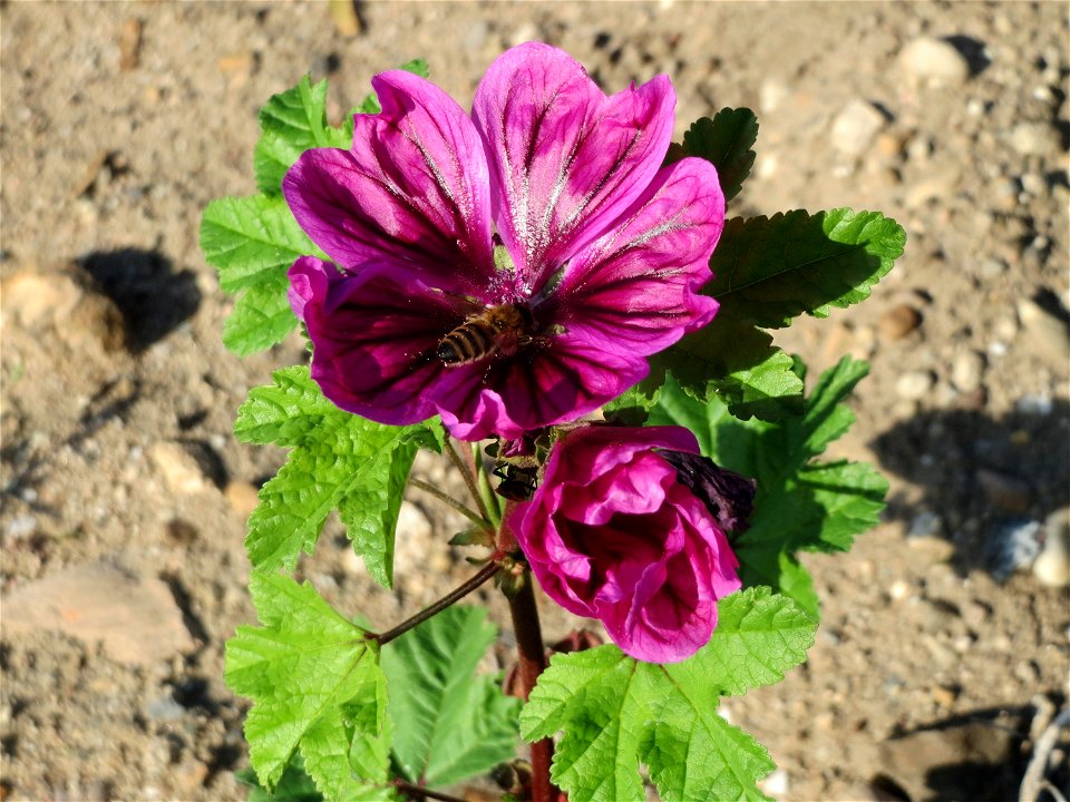 Wilde Malve (Malva sylvestris) bei Reilingen