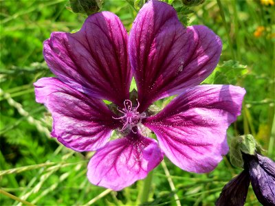 Wilde Malve (Malva sylvestris) im Neuenheimer Feld in Heidelberg photo