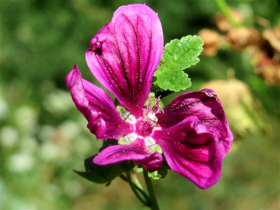 Wilde Malve (Malva sylvestris) bei Reilingen
