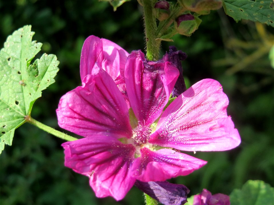Wilde Malve (Malva sylvestris) in Hockenheim