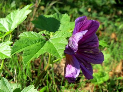 Wilde Malve (Malva sylvestris) in St. Ingbert photo