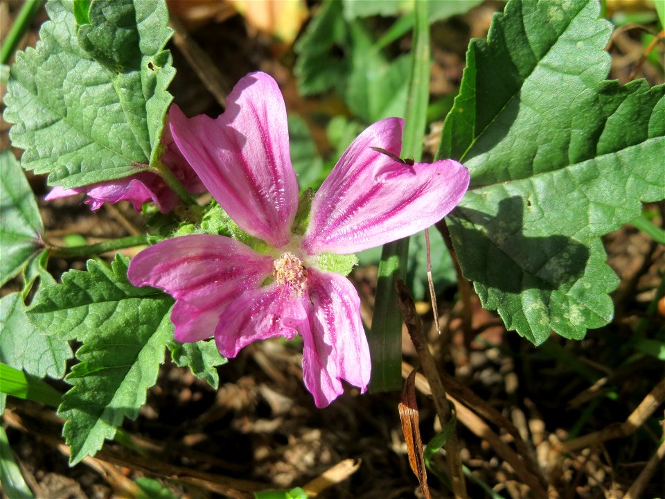 Wilde Malve (Malva sylvestris) bei Hockenheim photo