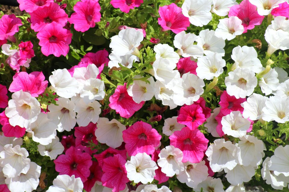 Nature pink white