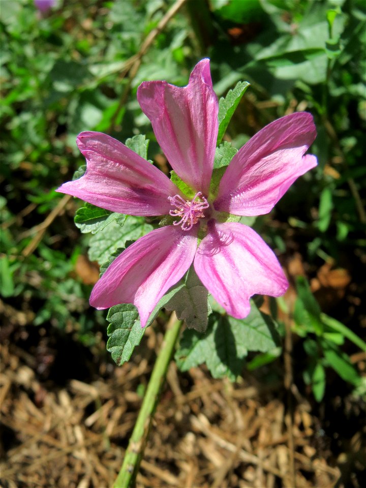 Wilde Malve (Malva sylvestris) bei Hockenheim