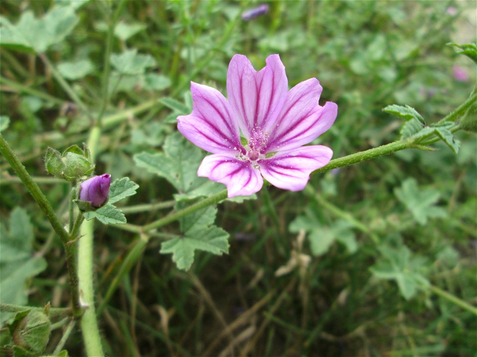 Wilde Malve (Malva sylvestris) im Landschaftsschutzgebiet „Hockenheimer Rheinbogen“
