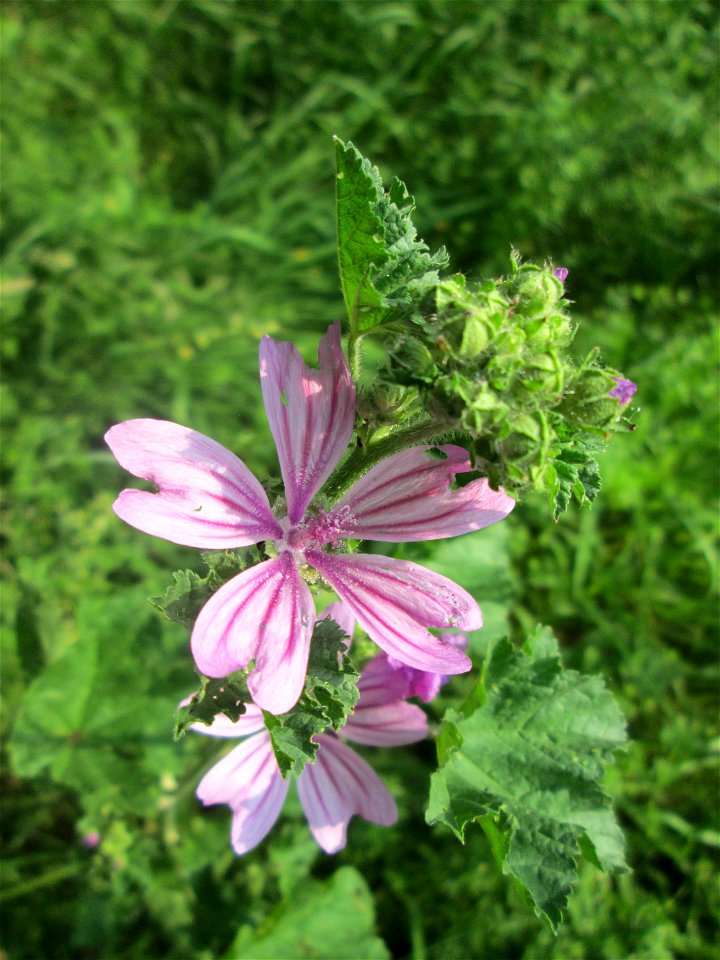 Wilde Malve (Malva sylvestris) in Hockenheim