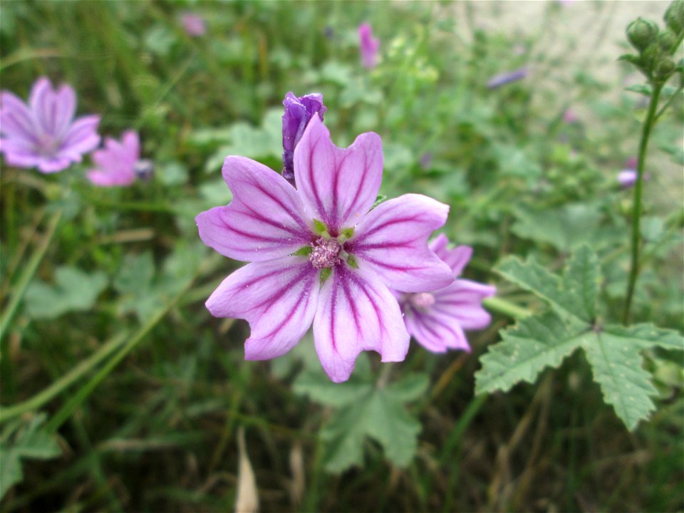 Wilde Malve (Malva sylvestris) im Landschaftsschutzgebiet „Hockenheimer Rheinbogen“