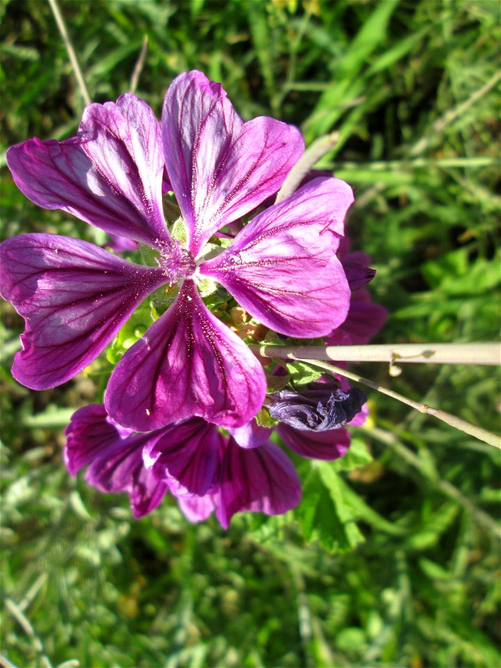 Wilde Malve (Malva sylvestris) in Hockenheim-Talhaus