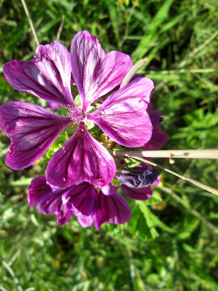 Wilde Malve (Malva sylvestris) in Hockenheim-Talhaus photo