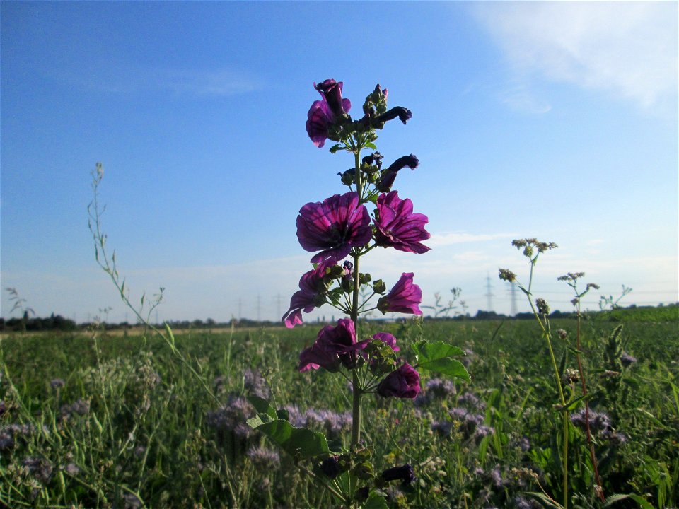 Wilde Malve (Malva sylvestris) im Landschaftsschutzgebiet „Hockenheimer Rheinbogen“