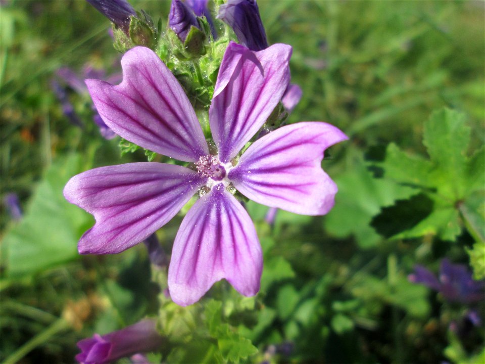 Wilde Malve (Malva sylvestris) in Saarbrücken