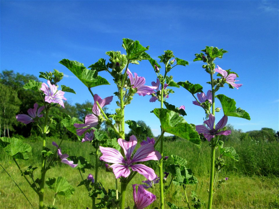 Wilde Malve (Malva sylvestris) auf einer Wiese oberhalb vom Osthafen Saarbrücken