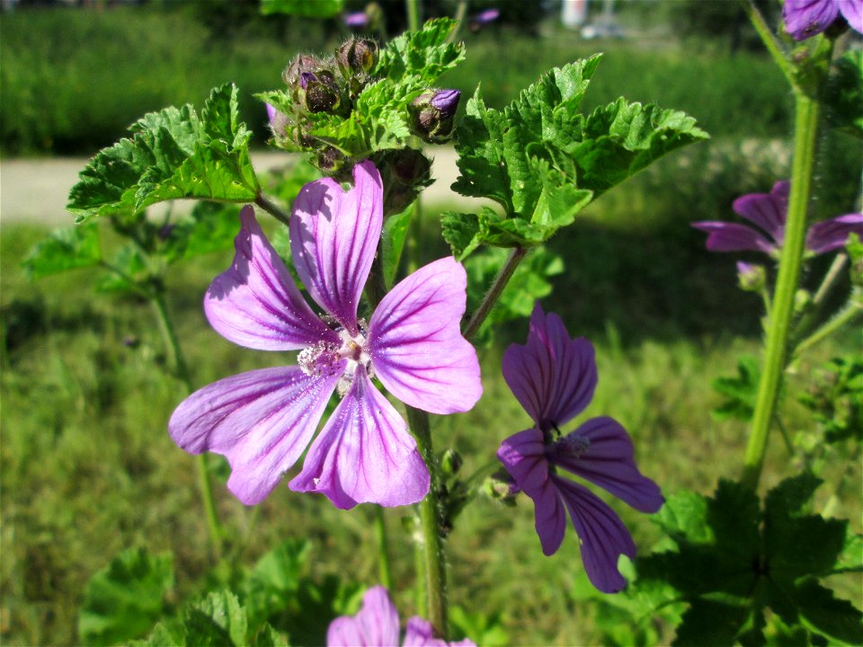 Wilde Malve (Malva sylvestris) auf einer Wiese oberhalb vom Osthafen Saarbrücken