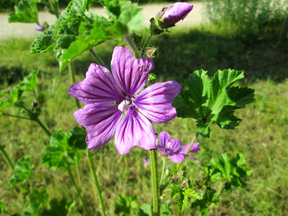 Wilde Malve (Malva sylvestris) auf einer Wiese oberhalb vom Osthafen Saarbrücken