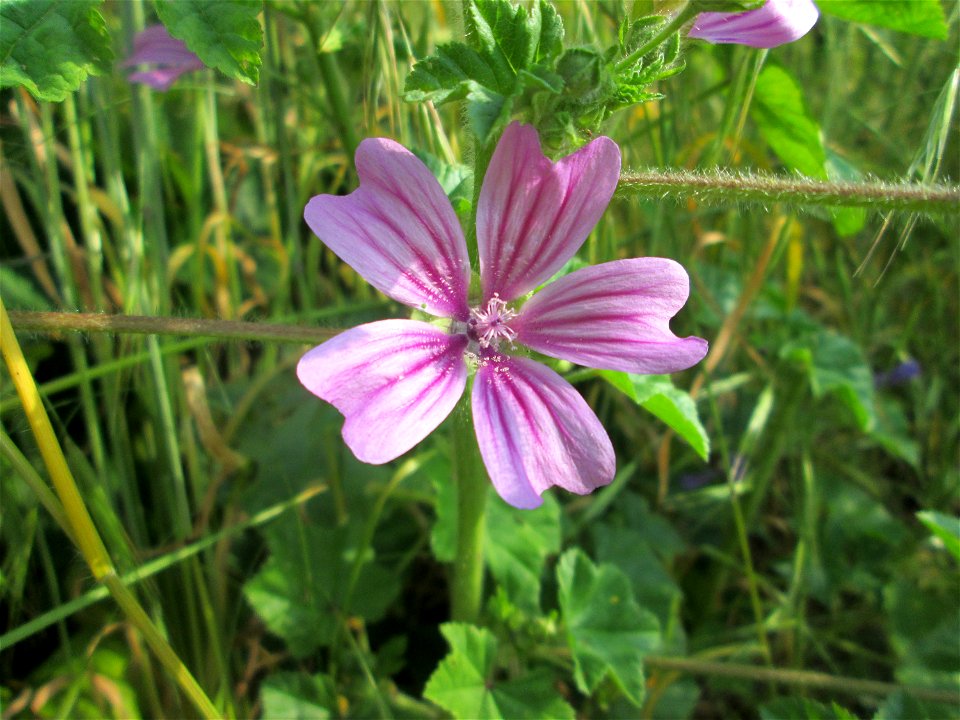 Wilde Malve (Malva sylvestris) an der Saar in Saarbrücken