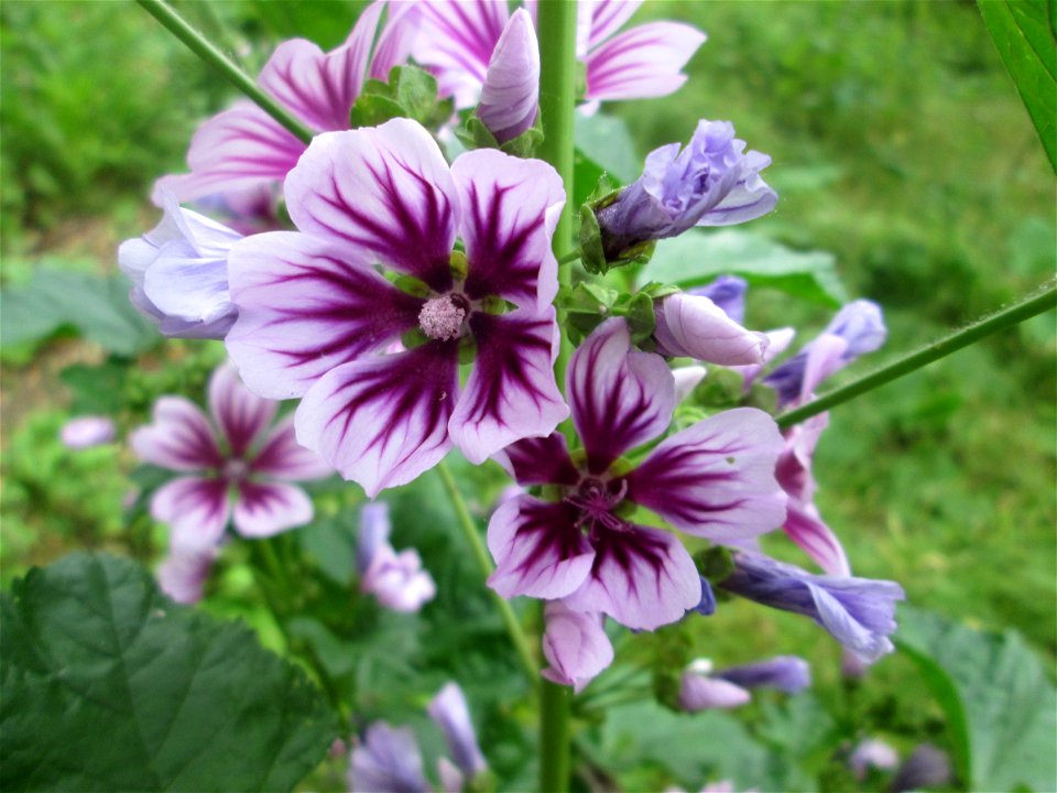 Wilde Malve (Malva sylvestris) an der Saar in Saarbrücken