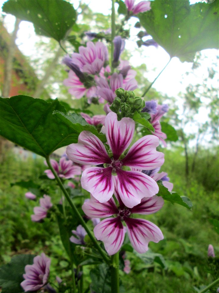 Wilde Malve (Malva sylvestris) an der Saar in Saarbrücken