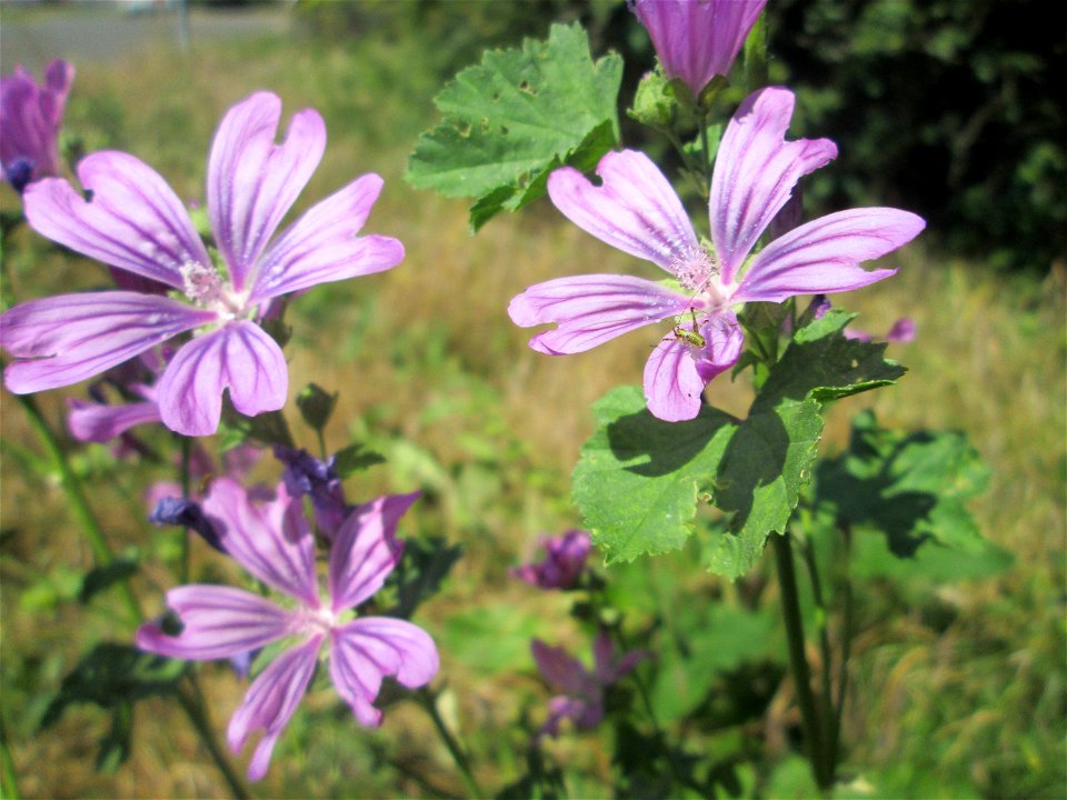 Wilde Malve (Malva sylvestris) in Hockenheim