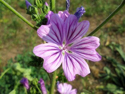 Wilde Malve (Malva sylvestris) auf einer Wiese oberhalb vom Osthafen Saarbrücken