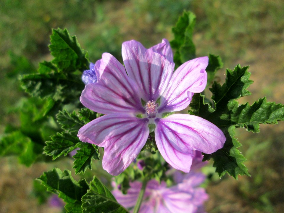 Wilde Malve (Malva sylvestris) auf einer Wiese oberhalb vom Osthafen Saarbrücken