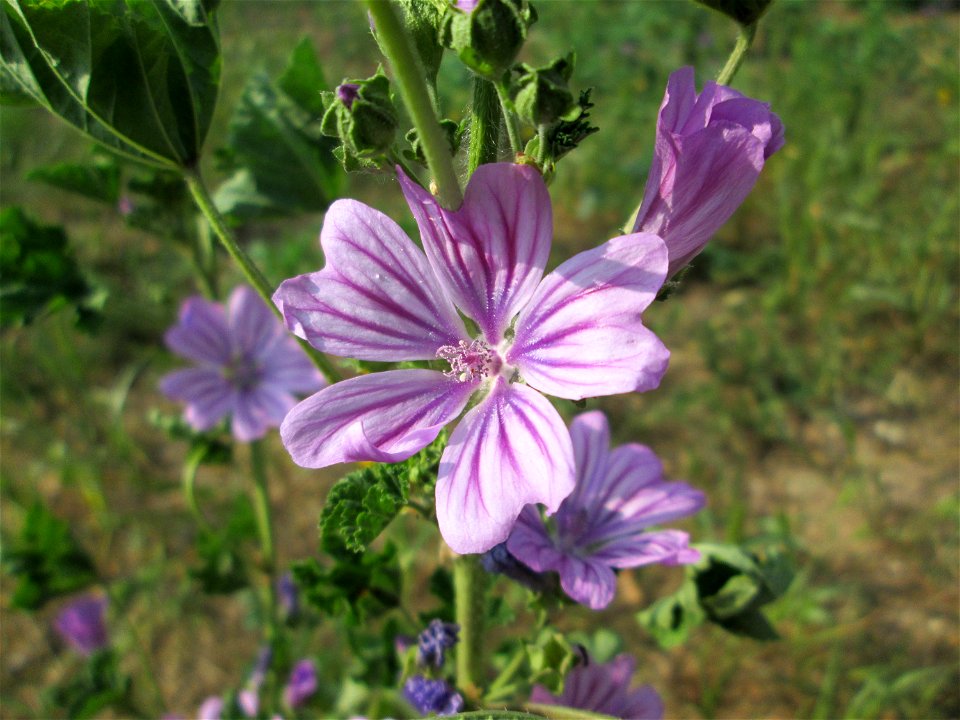 Wilde Malve (Malva sylvestris) auf einer Wiese oberhalb vom Osthafen Saarbrücken photo