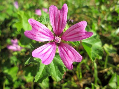 Wilde Malve (Malva sylvestris) in Saarbrücken photo