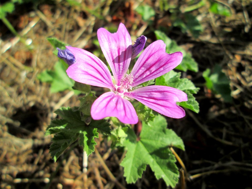 Wilde Malve (Malva sylvestris) in Saarbrücken