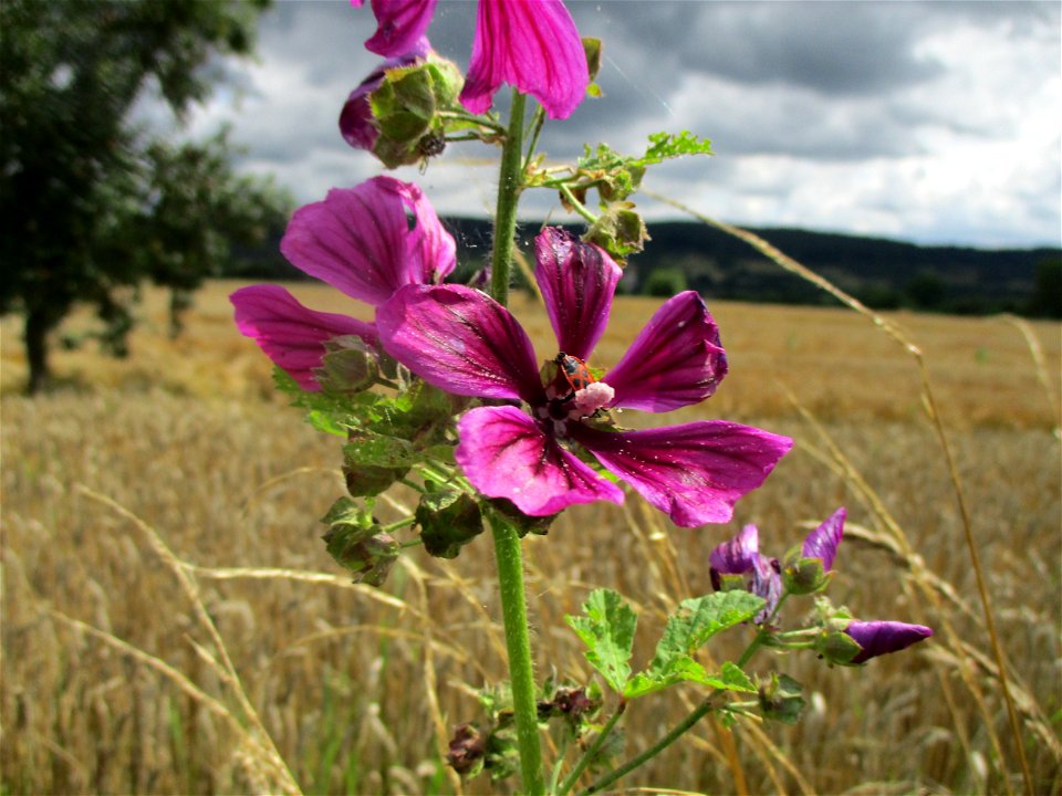 Wilde Malve (Malva sylvestris) bei Ensheim photo