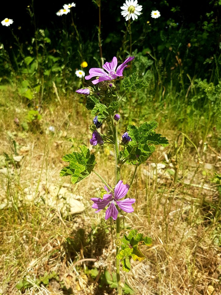 Common mallow in flower with smaller yellow-spotted leaves on parched ground