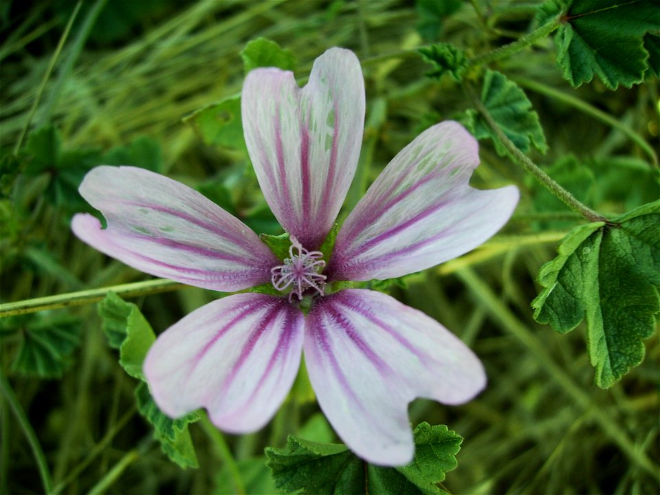 Flor malava 8 agost06 038