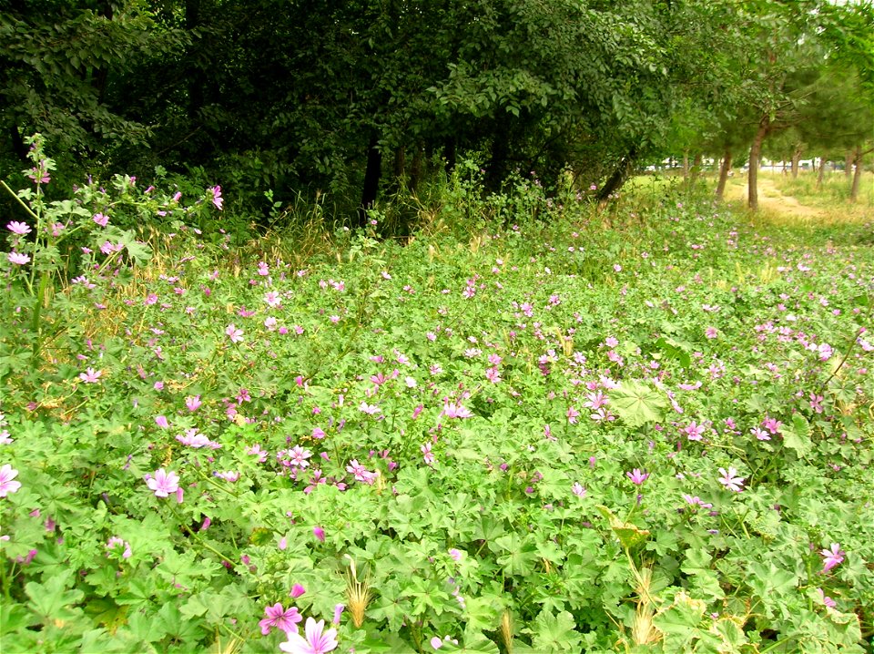 Malva sylvestris