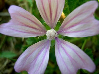 Fiore di Malva Sylvestris photo