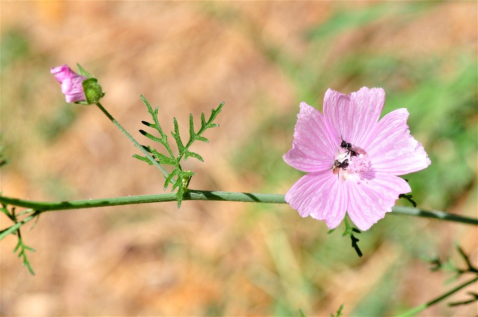 La malva común (Malva sylvestris) es una planta herbácea,  muy abundante en toda Europa en bordes de caminos y en terrenos tanto cultivados como no cultivados.