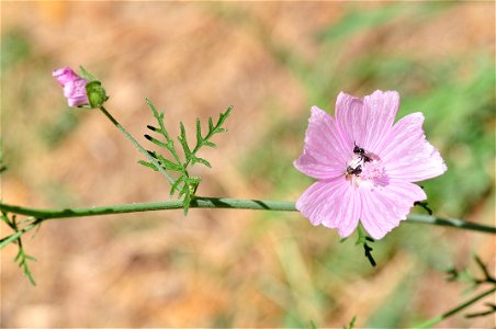 La malva común (Malva sylvestris) es una planta herbácea,  muy abundante en toda Europa en bordes de caminos y en terrenos tanto cultivados como no cultivados.