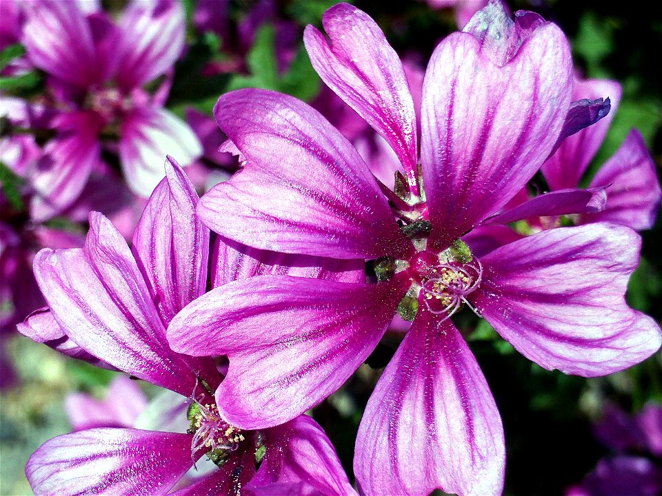 Malva sylvestris Closeup Campo de Calatrava, Miguelturra, Spain