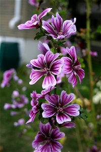 Malva sylvestris var. mauritiana in my parents backyard in Ajax, Ontario.  Photoshop was used only to rotate the image 90 degrees.