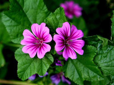 Malva sylvestris var. mauritiana flowers and foliage. photo