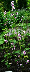 Malva sylvestris from Botanical Garden of Charles University in Prague, Czech Republic photo